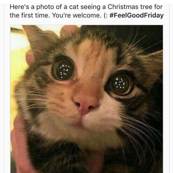 Meet your Posher, Giselle - Picture 2 of 5